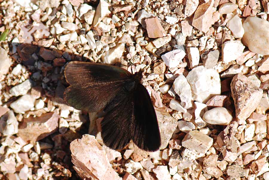 Erebia scura da  illuminare